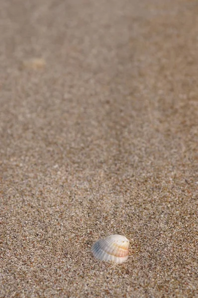 Gray sand texture. Background sand. Seamless texture of sand and clear sea water