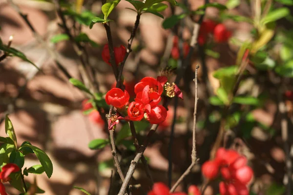 Blühende Grüne Sträucher Mit Roten Blumen Auf Wandhintergrund — Stockfoto