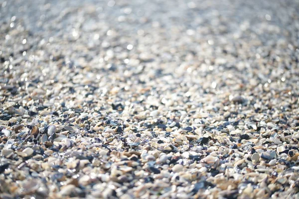 Schelpen Het Strand Close Uitzicht — Stockfoto