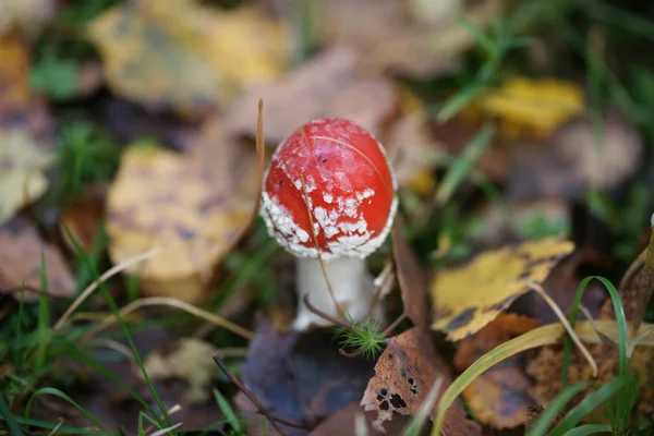 Champignon Dans Forêt Automne — Photo