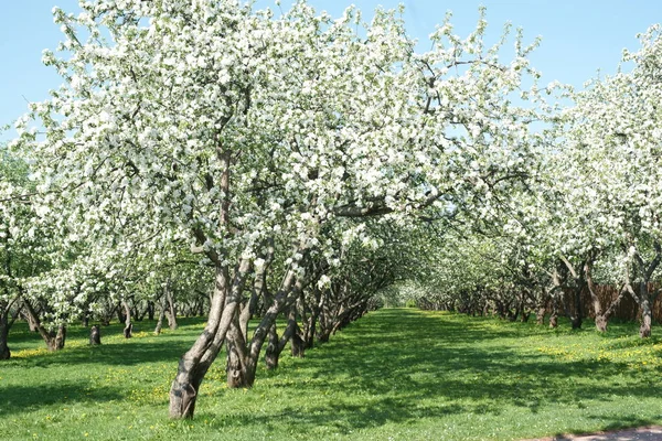Krásné Kvetoucí Třešně Jaře — Stock fotografie