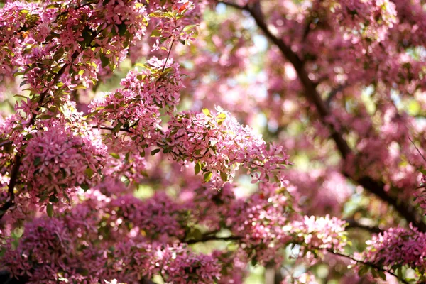 Beau Pommier Fleurs Printemps — Photo