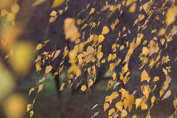 橙色树叶在秋天的公园 — 图库照片