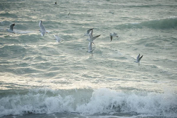 Belle Mer Orageuse Avec Mouettes — Photo