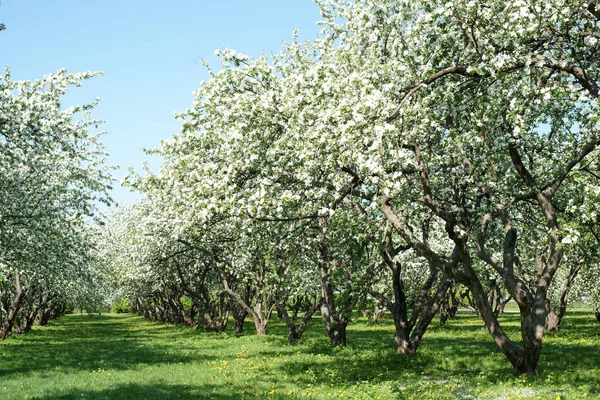 Schön Blühende Kirschbäume Frühling — Stockfoto