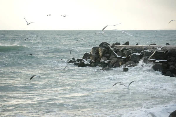 Όμορφη Θυελλώδης Θάλασσα Γλάρους — Φωτογραφία Αρχείου