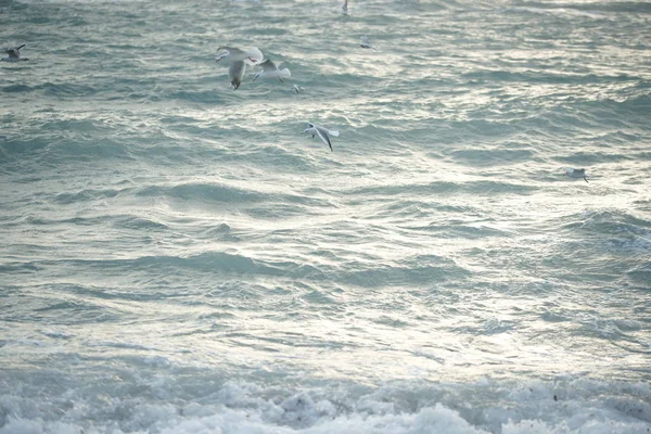 Piękne Burzowe Morze Seagulls — Zdjęcie stockowe