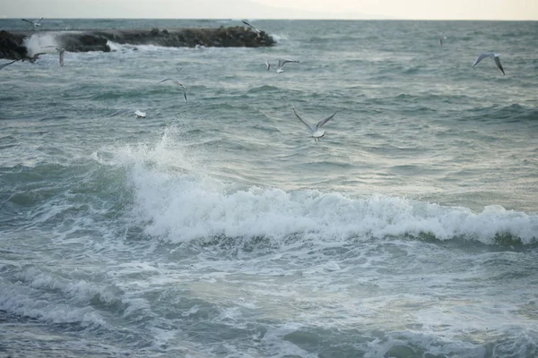 Прекрасное Бурное Море Чайками — стоковое фото