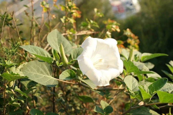 Mooie Witte Bloem Tuin — Stockfoto