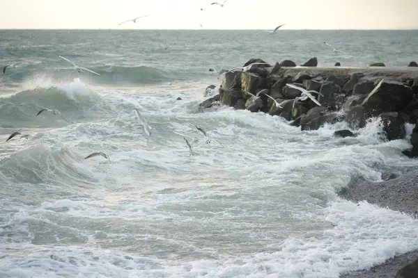 Bellissimo Mare Tempestoso Con Gabbiani — Foto Stock