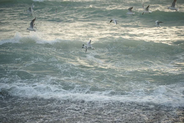 Mar Tempestuoso Bonito Com Gaivotas — Fotografia de Stock