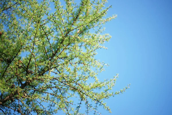 花园背景上的郁郁葱葱和绿色云杉枝条 — 图库照片