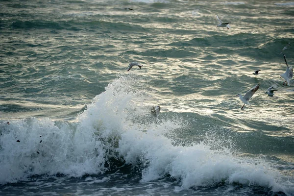 Прекрасное Бурное Море Чайками — стоковое фото
