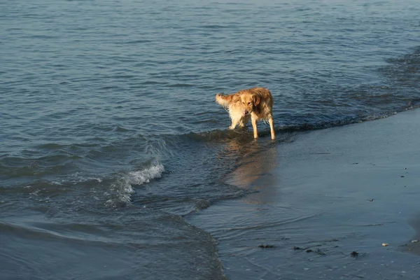 Carino Cane Felice Mare Spiaggia — Foto Stock