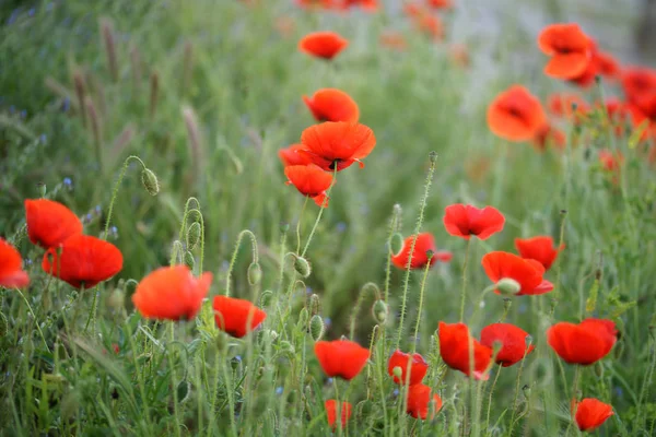 Blooming Poppies Field — Stock Photo, Image