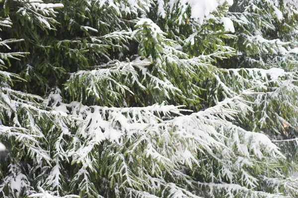Сніг Лісі Зимовий Пейзаж — стокове фото