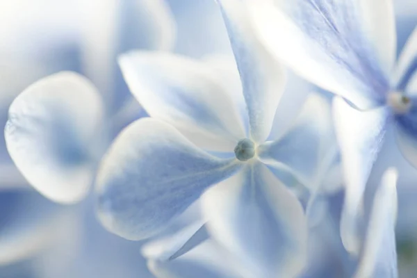 Blue and white Hydrangea flowers, close up