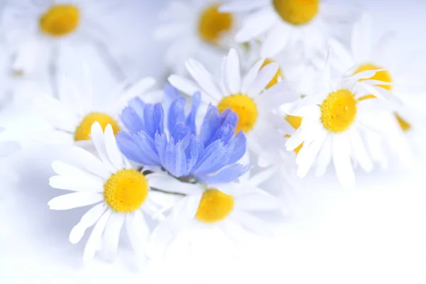 Beyaz Papatyalar Mavi Kır Çiçekleri — Stok fotoğraf