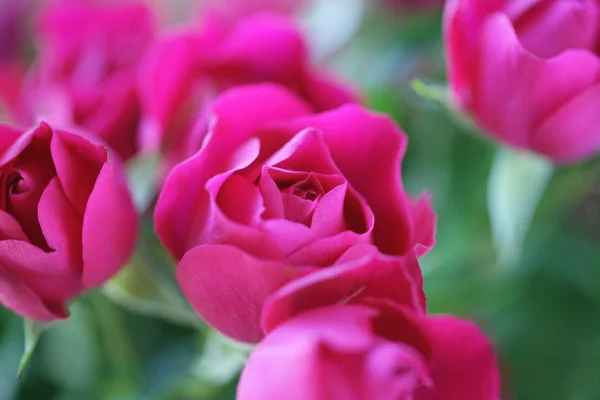 Close Uitzicht Bloeiende Roze Rozen Boeket — Stockfoto