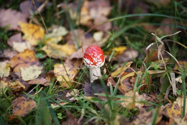 Champignon Dans Forêt Automne — Photo