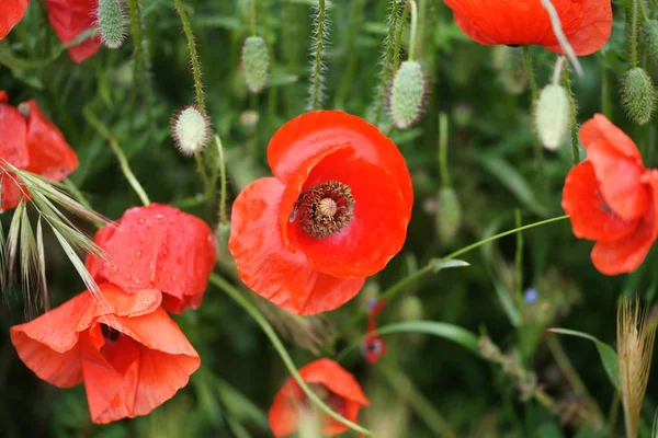 Amapolas Florecientes Campo — Foto de Stock