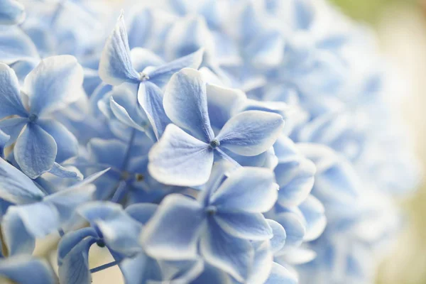 Niebiesko Białe Kwiaty Hortensji Zbliżenie — Zdjęcie stockowe