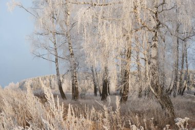 Ormanda kar var. Kış manzarası