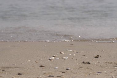 Sahilde deniz kabukları