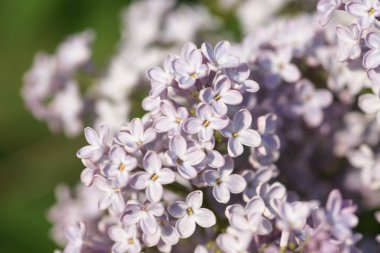 Bahar bahçesinde leylak çiçekli dallar