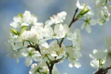 İlkbaharda ağaçta açan güzel çiçekler
