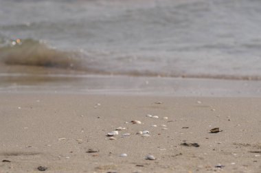 Sahilde deniz kabukları