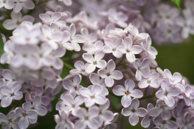 Bahar bahçesinde leylak çiçekli dallar