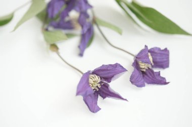 beyaz arkaplanda mor çiçekler