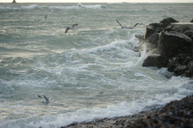 Martılar ile güzel fırtınalı deniz
