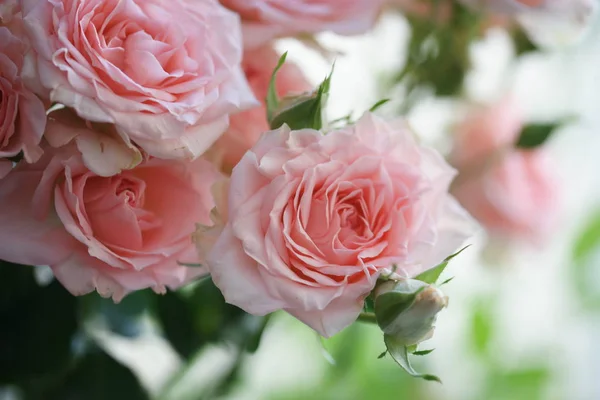 Pink Roses Garden — Stock Photo, Image