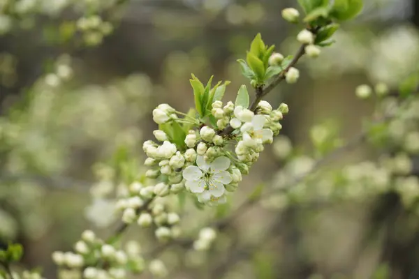 Beaux Cerisiers Fleurs Printemps — Photo