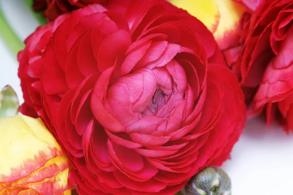 Red Yellow Ranunculus Flowers Bouquet — Stock Photo, Image