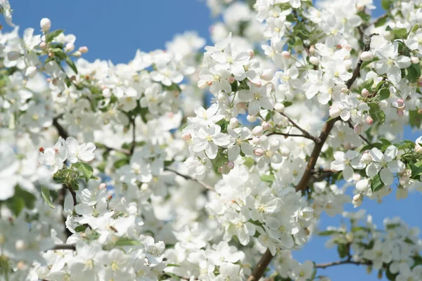 Baharda Çiçek Açan Kiraz Ağaçları — Stok fotoğraf