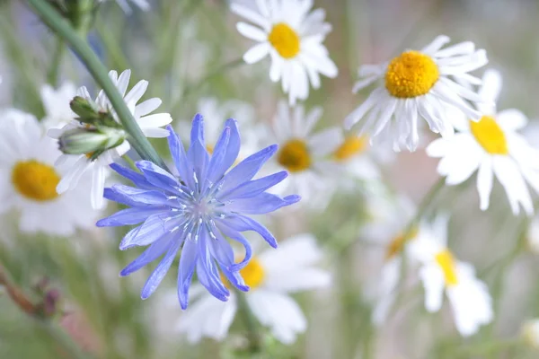White Daisies Blue Wildflowers — Stock Photo, Image