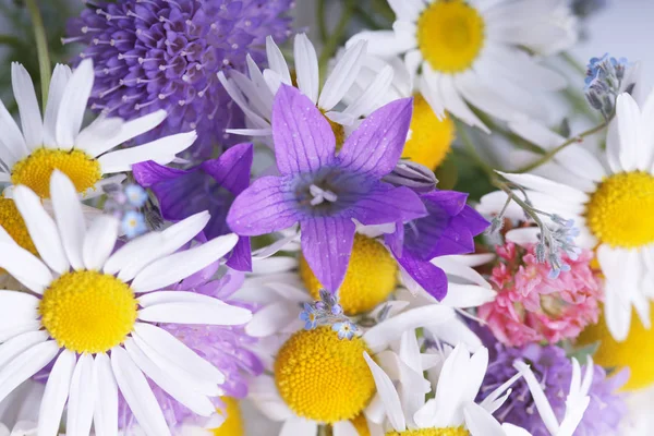 Weiße Gänseblümchen Und Violette Blüten Bouquet Nahaufnahme — Stockfoto