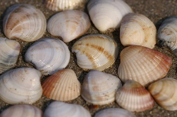 Schelpen Het Strand — Stockfoto