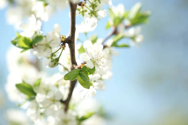 Hermosos Cerezos Flor Primavera — Foto de Stock