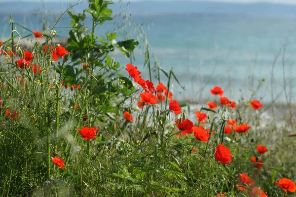 Blooming Poppies Field — Stock Photo, Image