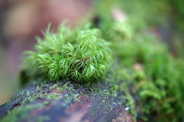 Grön Mossa Skogen — Stockfoto