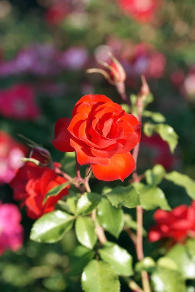 Ανθισμένα Κόκκινα Λουλούδια Στον Κήπο — Φωτογραφία Αρχείου