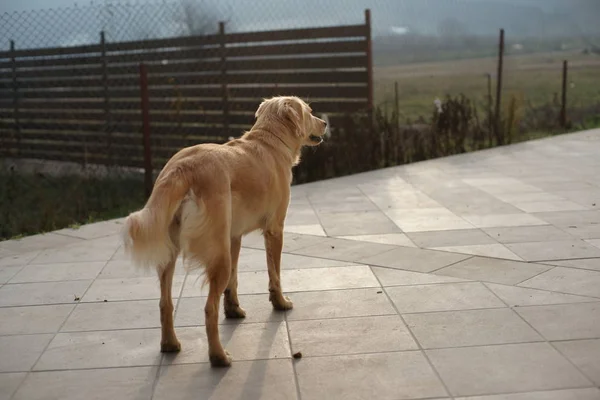 Bela Jovem Mulher Com Cão — Fotografia de Stock