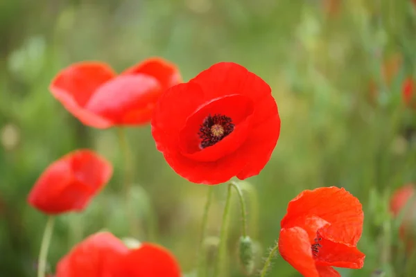 Blooming Poppies Field — Stock Photo, Image