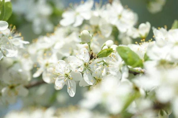 Belles Fleurs Fleurs Sur Arbre Printemps — Photo