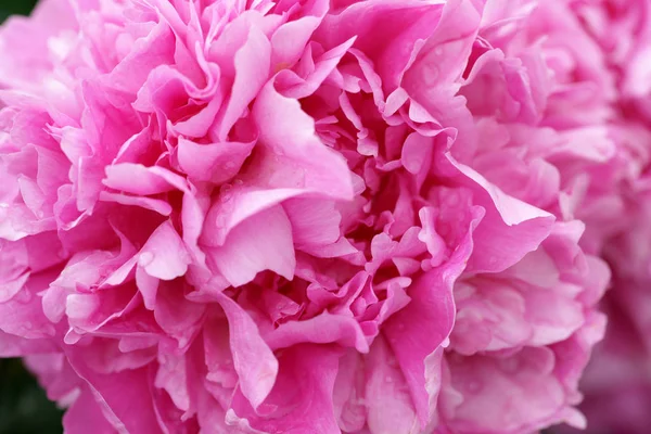 Belas Peônias Rosa Frescas — Fotografia de Stock