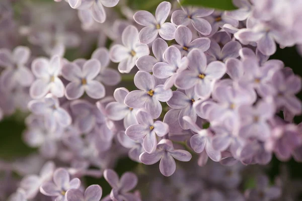 Ramas Con Flores Lila Jardín Primavera — Foto de Stock